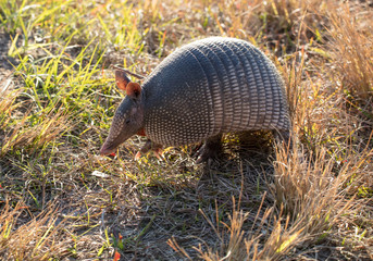 armadillo close up while hunting for food