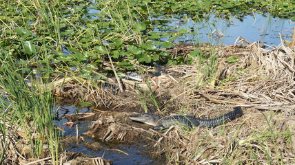 Two alligator resting in swampy environment