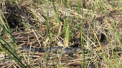 Alligator in swampy environment