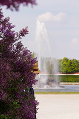 Mann beim Spaziergang im Park hinter einem Fliederbusch