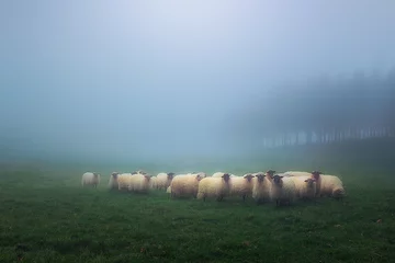Papier Peint photo Lavable Moutons troupeau de moutons latxa
