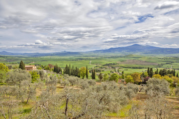 Fototapeta na wymiar Picturesque landscape of Tuscany with olives in the foreground. Pienza. Italy