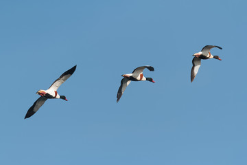 Three Shelduck, Tadorna tadorna, in flight against clear blue sk