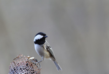 Coal tit sits on a trough with seeds, turning away from food...