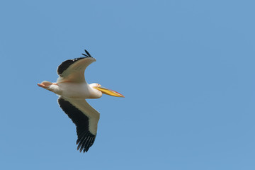 Fototapeta na wymiar A Great White Pelican in flight isolated against clear, blue sky