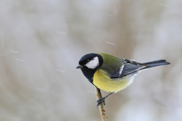 Fototapeta premium Winter day. Lone Tit on a branch during a snowfall