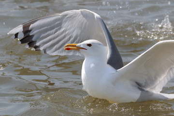 An adult, Caspian Gull, Larus cachinnans, settled on sea, flappi