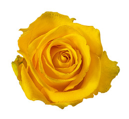Fresh beautiful yellow rose isolated on white background with clipping path