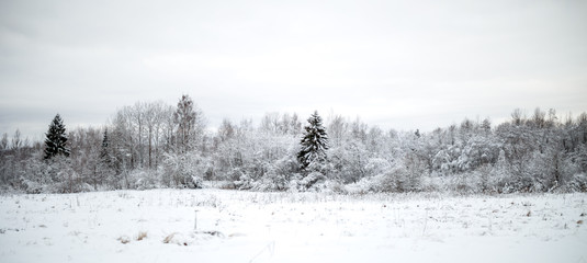 Photo of snowy field with shrubs and fir trees