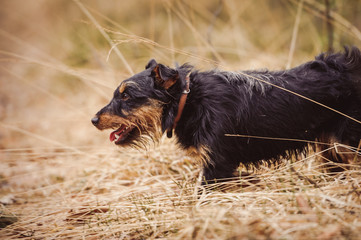 German hunting terrier black and tan, in the forest.