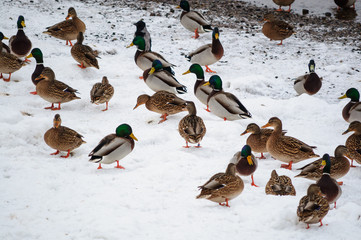 Fototapeta premium Ducks on the snow