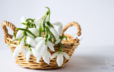 Fototapeta premium Snowdrops in small wicker basket