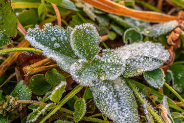 green plant in the fall where large drops of frozen dew