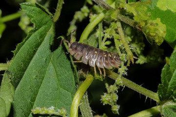 Mauerassel auf Blattstengel, Oniscus asellus