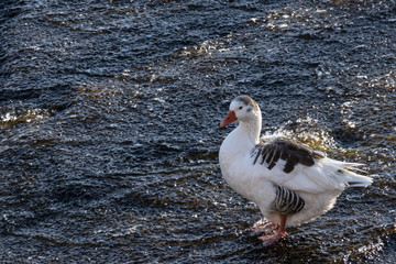 Goose in the river