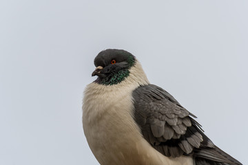 Detail portrait of a pigeon