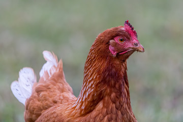 Portrait of chicken