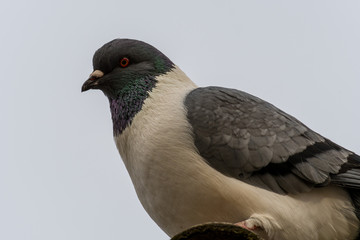 Detail portrait of a pigeon