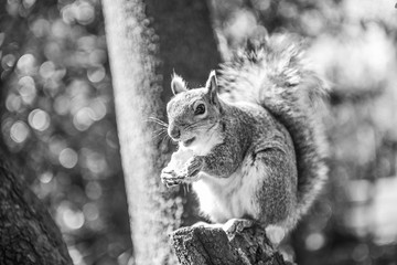 Gray squirrel eating chip. London park.
