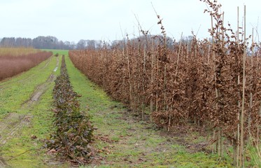 Obraz premium Pfanzen in einer Baumschule in einer Reihe 