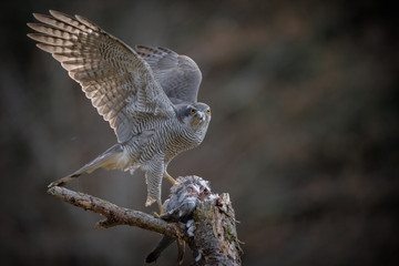 Goshawk with prey