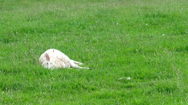 Cute little lamb falling asleep