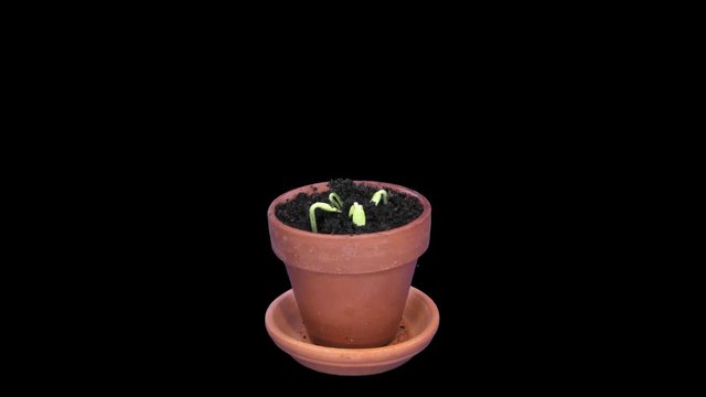 Time-lapse of growing cucumbers in a pot 8a1 in PNG+ format with ALPHA transparency channel isolated on black background

