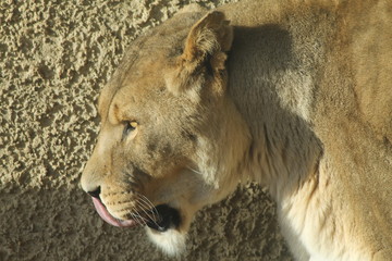 Lioness