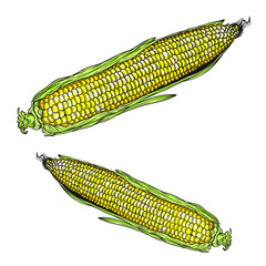 Vector set of corn. Sketch and print. Isolated on white background.