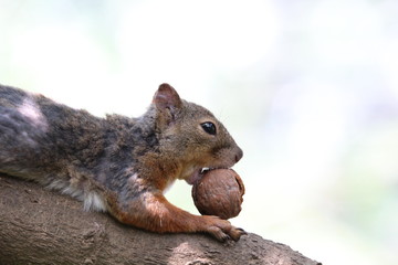 a squirrel biting a walnut