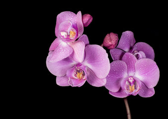 Orchid on Black