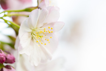 Fototapeta na wymiar spring blossom background