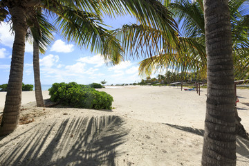 Obraz na płótnie Canvas White sand beach with pulms in the Dominican Republic
