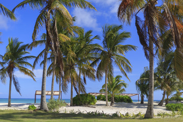 Fototapeta na wymiar White sand beach with pulms in the Dominican Republic