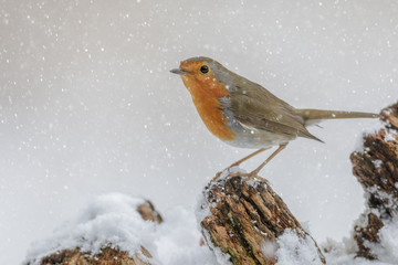 Winter robin in falling snow