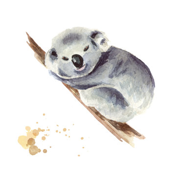 Little Koala bear sitting on a tree branch, isolated on white background. Watercolor hand drawn illustration