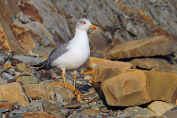 European herring gull walks along the beach among large stones.