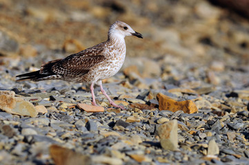 A young European herring gull walks along a stony shore.