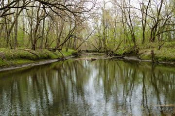 Fototapeta na wymiar River in green forest on spring