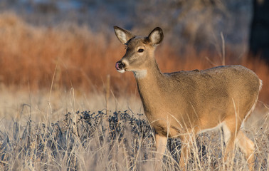 A White-tailed Deer Doe Licking Lips after Grazing