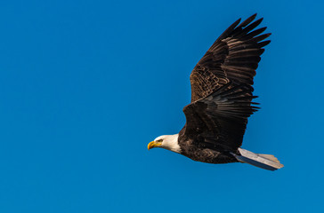 A Majestic Bald Eagle in Flight