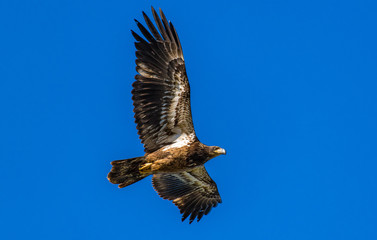 A Juvenile Bald Eagle in Flight