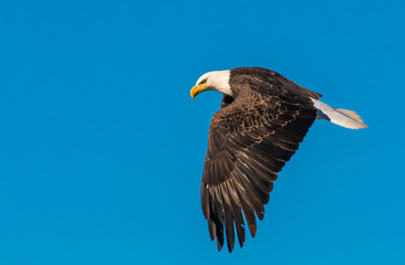 A Majestic Bale Eagle in Flight