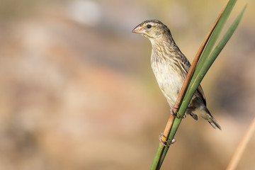 Southern Masked Weaver female perching on a reed near a waterhole in Kalahari