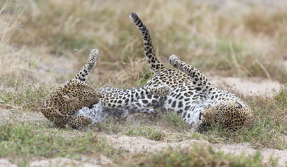 Female leopard slaps male while mating on grass in nature