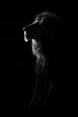 Tableaux sur verre Lion Silhouette of an adult lion male with huge mane resting in darkness artistic conversion