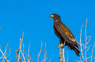 A Beautiful Golden Eagle On a Colorado Morning