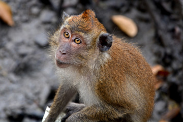 Obraz premium Long-tailed macaque, Langkawi, Malaysia