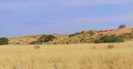 Obraz premium Grass growing on sand dunes in the Kalahari after good rains