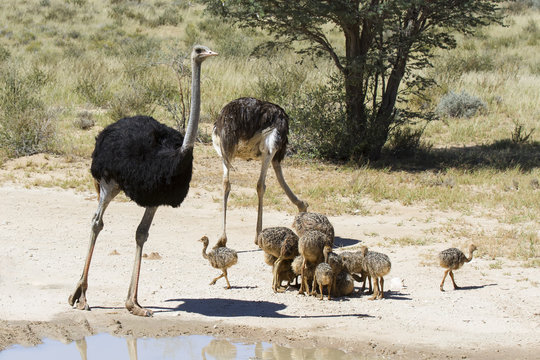 Family of ostriches approaching a water pool in hot sun of the Kalahari